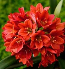 Flower Seeds, Seeds,Seeds For Planting,Plant Seeds