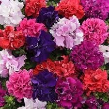 Flower Seeds, Seeds,Seeds For Planting,Plant Seeds