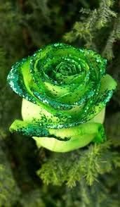 Flower Seeds, Seeds,Seeds For Planting,Plant Seeds