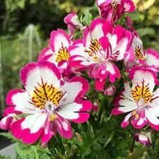 Flower Seeds, Seeds,Seeds For Planting,Plant Seeds