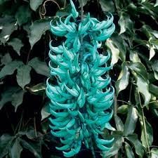 Jadewein Flower Seeds for Planting – Heirloom, Non-GMO, High Germination Organic Garden Seeds