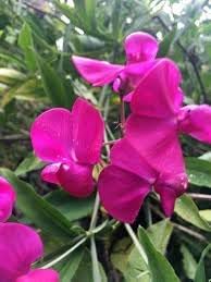 Flower Seeds, Seeds,Seeds For Planting,Plant Seeds