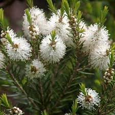 Flower Seeds, Seeds,Seeds For Planting,Plant Seeds