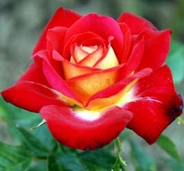 Flower Seeds, Seeds,Seeds For Planting,Plant Seeds