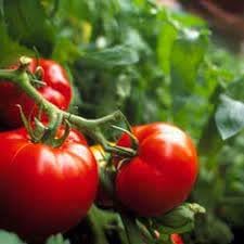 Vegetable Seeds,Garden seeds, Seeds For Planting,Plant Seeds