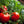 Vegetable Seeds,Garden seeds, Seeds For Planting,Plant Seeds