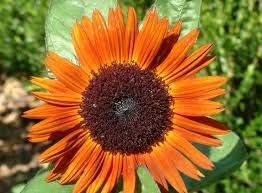 Flower Seeds, Seeds,Seeds For Planting,Plant Seeds