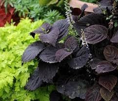 Flower Seeds, Seeds,Seeds For Planting,Plant Seeds