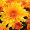 Yellow Orange Chrysanthemum Flower Seeds for Planting – Heirloom, Non-GMO, High Germination Organic Garden Seeds