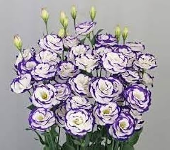 Mixed Lisianthus Echo Flower Seeds for Planting Heirloom Non-GMO High Germination Organic Garden Seeds