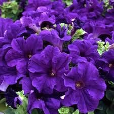 Flower Seeds, Seeds,Seeds For Planting,Plant Seeds