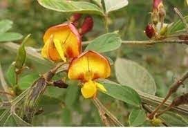 Flower Seeds, Seeds,Seeds For Planting,Plant Seeds