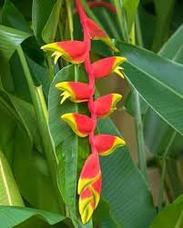 Heliconia Flower Seeds for Planting – Hardy Variety, Heirloom, Non-GMO, High Germination Organic Garden Seeds