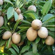 Fruit Seeds,Garden seeds, Seeds For Planting,Plant Seeds