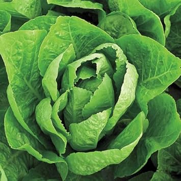 Vegetable Seeds,Garden seeds, Seeds For Planting,Plant Seeds