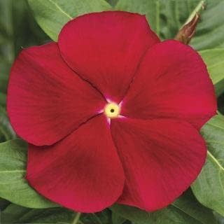 Flower Seeds, Seeds,Seeds For Planting,Plant Seeds