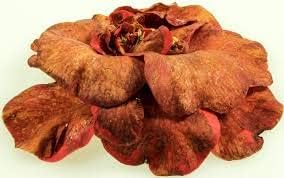 Flower Seeds, Seeds,Seeds For Planting,Plant Seeds