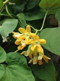 Flower Seeds, Seeds,Seeds For Planting,Plant Seeds