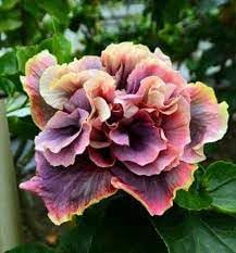 Flower Seeds, Seeds,Seeds For Planting,Plant Seeds