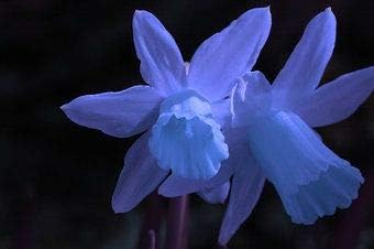 Flower Seeds, Seeds,Seeds For Planting,Plant Seeds