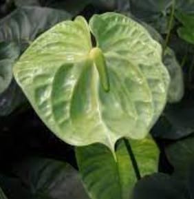 Flower Seeds, Seeds,Seeds For Planting,Plant Seeds