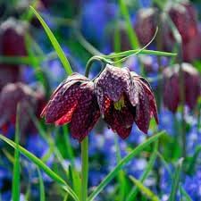 Flower Seeds, Seeds,Seeds For Planting,Plant Seeds