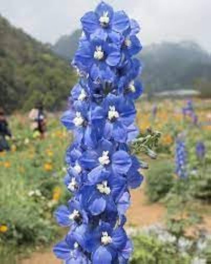 Double Hollyhock Sky Blue Flower Seeds for Planting 100 pcs - Cut Flower Favorite, Heirloom & GMO Free Seeds for Home Garden