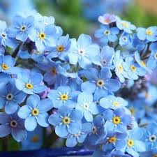 Flower Seeds, Seeds,Seeds For Planting,Plant Seeds