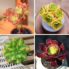 Flower Seeds, Seeds,Seeds For Planting,Plant Seeds