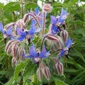Borage Seeds for Planting – Organic, Heirloom, Non-GMO Herb & Edible Flower Seeds for Pollinator and Culinary Gardens