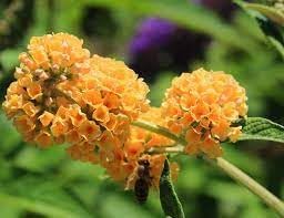 Flower Seeds, Seeds,Seeds For Planting,Plant Seeds
