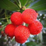 Fruit Seeds,Garden seeds, Seeds For Planting,Plant Seeds