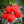 Fruit Seeds,Garden seeds, Seeds For Planting,Plant Seeds