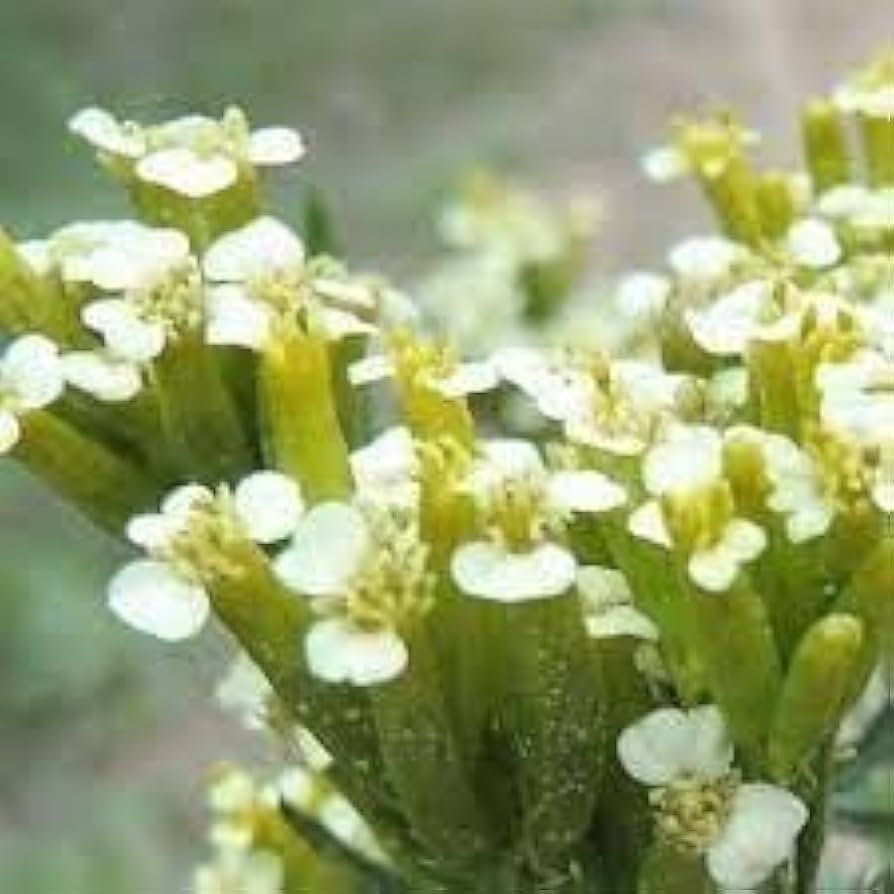 Flower Seeds, Seeds,Seeds For Planting,Plant Seeds