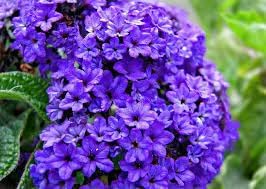 Flower Seeds, Seeds,Seeds For Planting,Plant Seeds