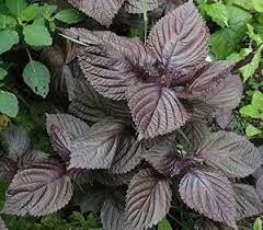Vegetable Seeds,Garden seeds, Seeds For Planting,Plant Seeds