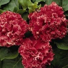 Flower Seeds, Seeds,Seeds For Planting,Plant Seeds