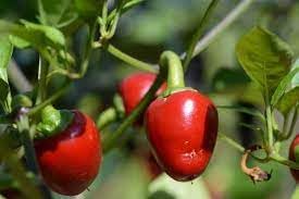 Vegetable Seeds,Garden seeds, Seeds For Planting,Plant Seeds