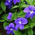 Violet Browallia Flower Seeds for Planting – Heirloom, Non-GMO, High Germination Organic Garden Seeds