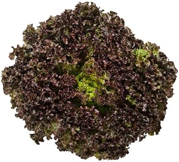 Vegetable Seeds,Garden seeds, Seeds For Planting,Plant Seeds