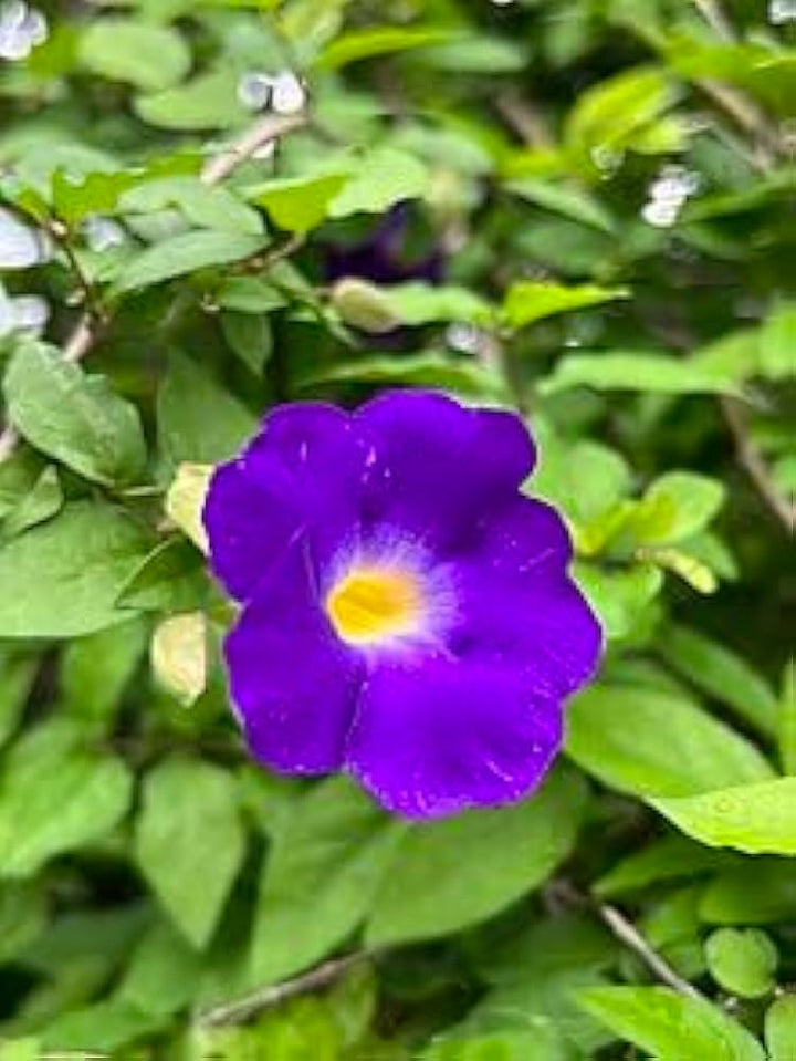 Dark Blue Mandevilla Flower Seeds for Planting – Heirloom, Non-GMO, High Germination Organic Garden Seeds