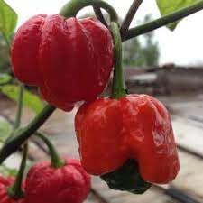 Vegetable Seeds,Garden seeds, Seeds For Planting,Plant Seeds