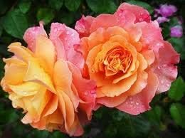 Flower Seeds, Seeds,Seeds For Planting,Plant Seeds