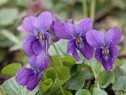 Flower Seeds, Seeds,Seeds For Planting,Plant Seeds