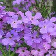 Flower Seeds, Seeds,Seeds For Planting,Plant Seeds