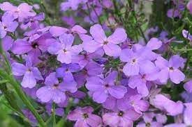 Flower Seeds, Seeds,Seeds For Planting,Plant Seeds