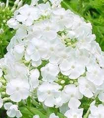 Flower Seeds, Seeds,Seeds For Planting,Plant Seeds