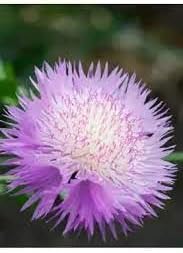 Flower Seeds, Seeds,Seeds For Planting,Plant Seeds