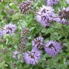 Flower Seeds, Seeds,Seeds For Planting,Plant Seeds