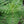 Herb Seeds,Garden seeds, Seeds For Planting,Plant Seeds